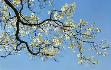 Types of Dogwood Trees Types of Dogwood Trees
