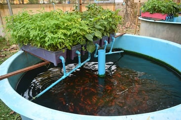 Aquaponic DIY plans