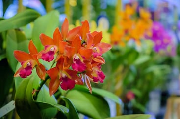 Rebloom Orchids