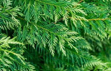Thuja Green Giant Care Guide