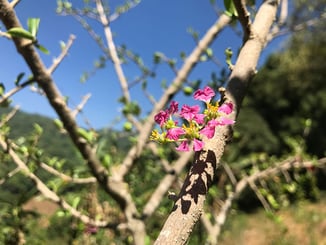 Crepe Myrtle Pruning - Why, When, and How to do It Crepe Myrtle Pruning - Why, When, and How to do It