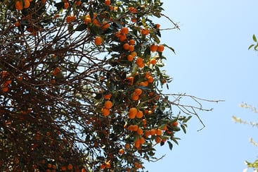 Clementine Tree Clementine Tree