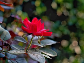 Double Knockout Rose Double Knockout Rose