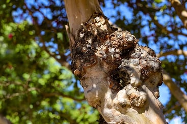 Crepe Myrtle Pests and Diseases Crepe Myrtle Pests and Diseases