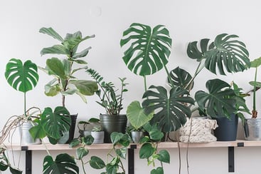 Indoor Tropical Plants Indoor Tropical Plants