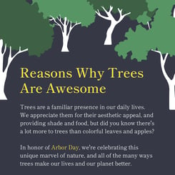 why trees are awesome 0