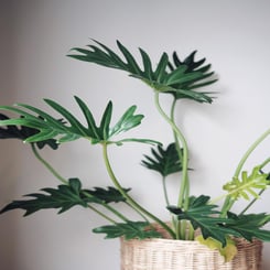 Xanadu Philodendron Winterbourn