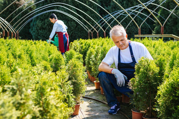 Tree Nurseries