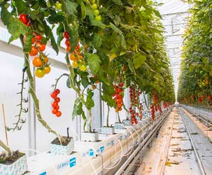 Hydroponic Drip System Hydroponic Drip System