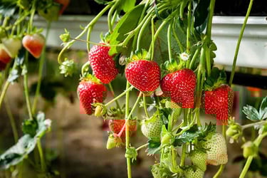 Hydroponic Strawberries Hydroponic Strawberries