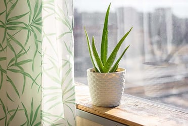 Aloe Vera Aloe Vera