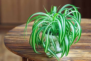 Chlorophytum Comosum (Spider Plant) Chlorophytum Comosum (Spider Plant)