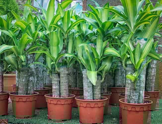 ‘Dracaena’ Corn Plants Buying &amp; Growing Guide