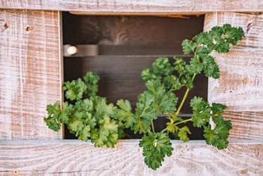 Pallet Garden Pallet Garden