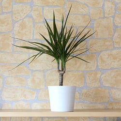 Madagascar Dragon Tree (Dracaena Marginata) Madagascar Dragon Tree (Dracaena Marginata)