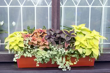 Different Coleus plants grow in flowerpot on windowsill Different Coleus plants grow in flowerpot on windowsill