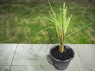 Lemon Grass Plants Buying Growing Guide Trees Com