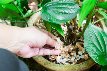 man applies organic fertilizer for houseplants man applies organic fertilizer for houseplants