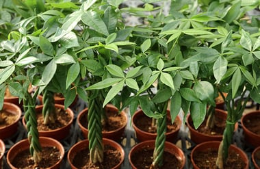 plant called money tree