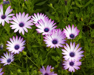 23 Common Types Of Daisies Photos Details Trees Com