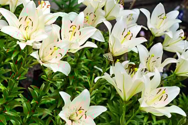 Types of Lilies Types of Lilies