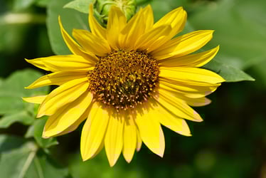 Types of Sunflowers Types of Sunflowers