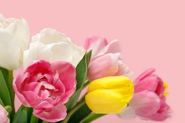 Types of Tulips Types of Tulips