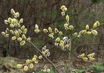 Pussy Willow Pussy Willow
