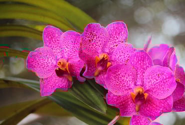 Types of Orchids Types of Orchids