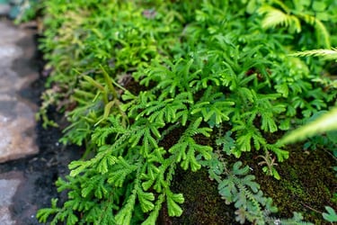 Spike Moss Selaginella Spike Moss Selaginella