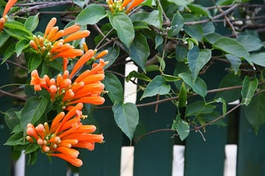 Honeysuckle vines Honeysuckle vines