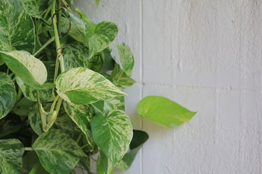 Poisonous Houseplants Poisonous Houseplants