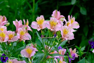 Pink peruvian lily flower close-up Pink peruvian lily flower close-up