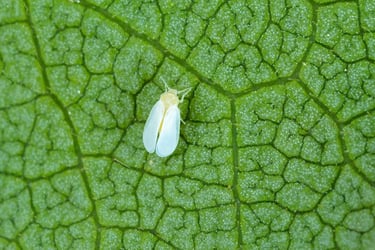 Common Type of Insects Common Type of Insects