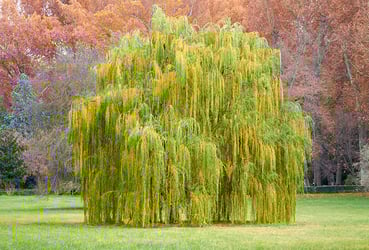 Types of Willow Trees Types of Willow Trees