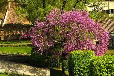 Types of Redbud Trees Types of Redbud Trees