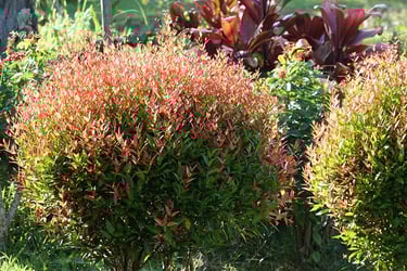Red Tip Photina Red Tip Photina