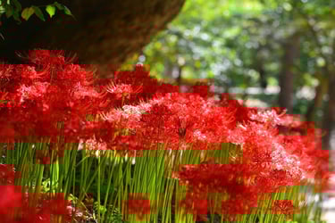 Red Spider Lily Red Spider Lily