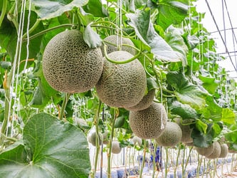Types of melons Types of melons
