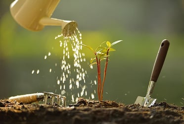 Calcium Nitrate Fertilizer Calcium Nitrate Fertilizer