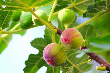Types of Fig Trees Types of Fig Trees