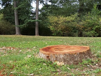 Reno unturned stump, remove NV tree