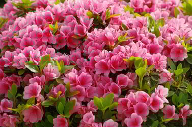 Azalea Shrubs Buying Growing Guide Trees Com