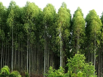 Eucalyptus Plants Buying Growing Guide Trees Com Eucalyptus Plants Buying Growing Guide Trees Com