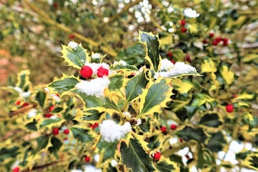 Types of Holly Types of Holly