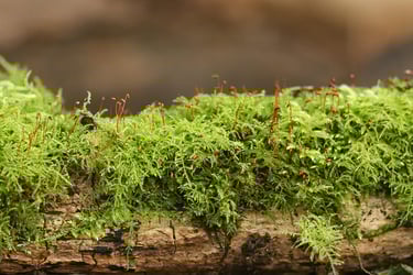 Types of Moss Types of Moss