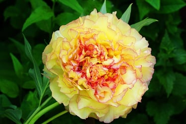 Types of Peonies Types of Peonies