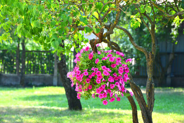 Types of Annuals that bloom all summer Types of Annuals that bloom all summer