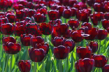 10 Types Of Black Flowers With Pictures Trees Com 10 Types Of Black Flowers With Pictures Trees Com