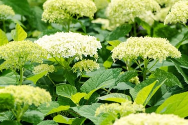 Types of Green Flowers Types of Green Flowers